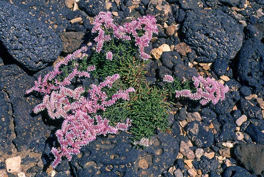 Historia Natural de la Macaronesia